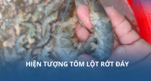 Hiện tượng tôm lột rớt đáy